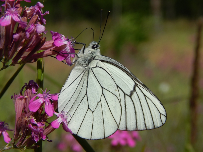 Apoteosi di Aporia crataegi